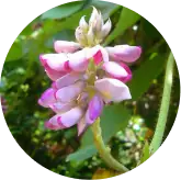 Berberine HCl