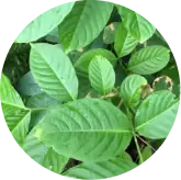 Ceylon Cinnamon Bark