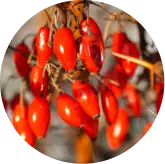 Kudzu Flower Extract